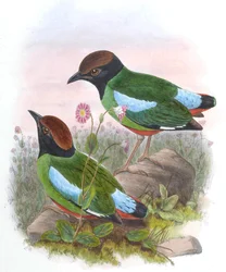 Pitta cucullata = Pitta sordida cucullata